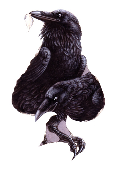 Ace of Spades: raven