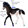 Padro Foal Design - NGS Chaten 2245