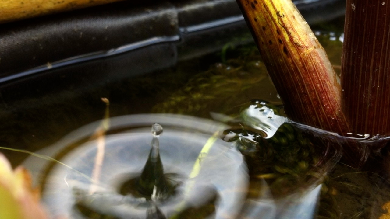 Water Drop Freeze Frame (captured on an iPhone)