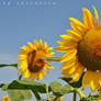 Sun-Flowers