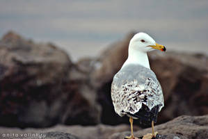 Seagull