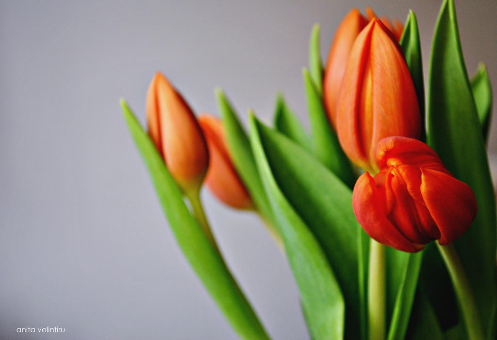 Baby tulips