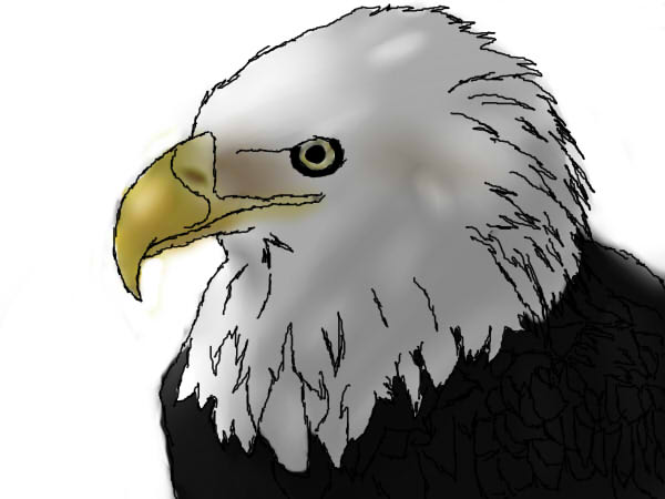 Bald Eagle ::work in progress::