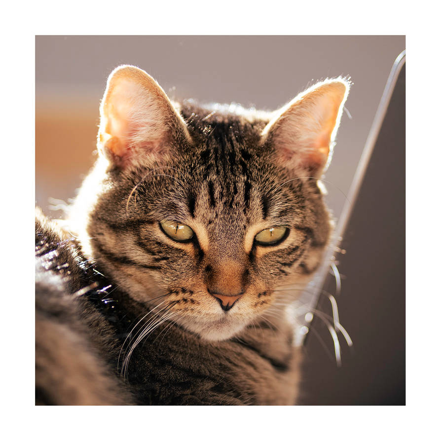 Contemplate by dexalermi on DeviantArt