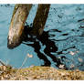 Sinking Stillness