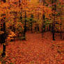 Fall Forest Stock 02