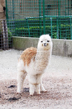 albino llama is love