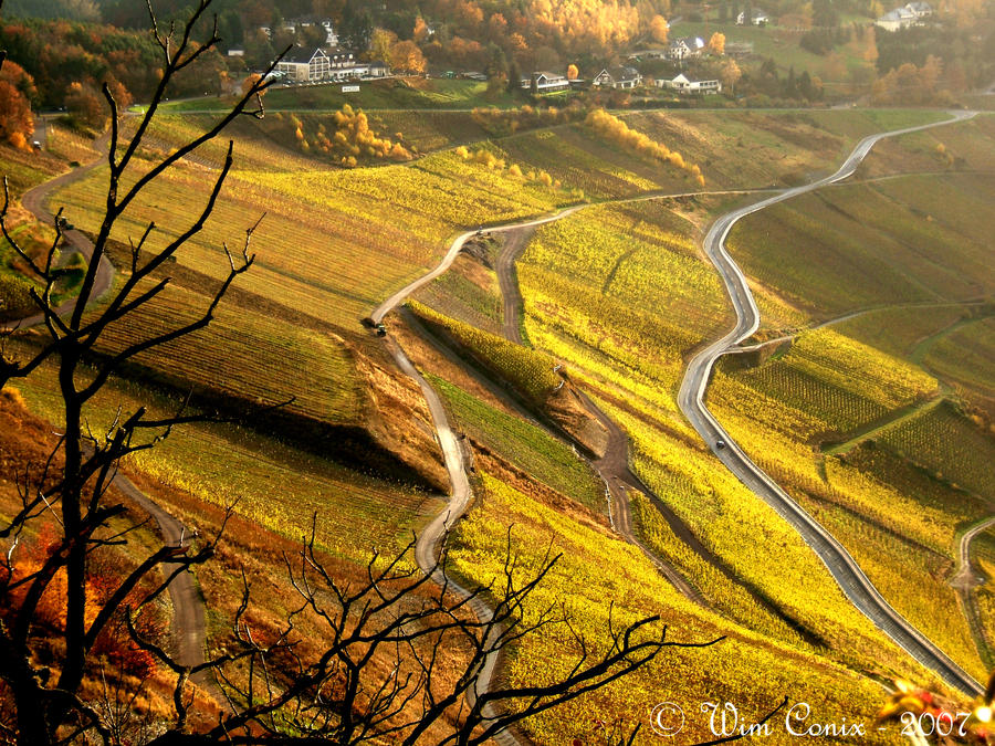 Golden winefields...