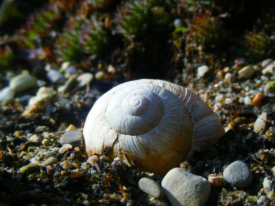 Lonely snail shell by RustedFromTheRain on DeviantArt