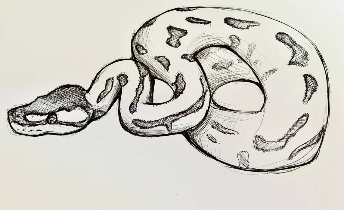 Black and white ball python by SnakeSketches on DeviantArt