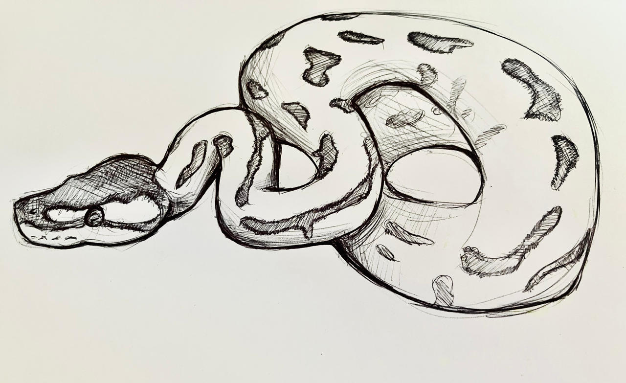 Black and white ball python by SnakeSketches on DeviantArt