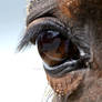 A horse's eye