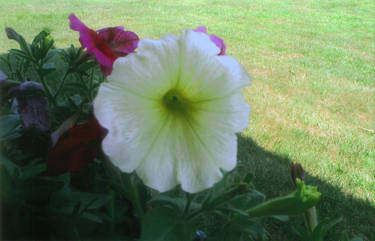 Yellow Petunia II