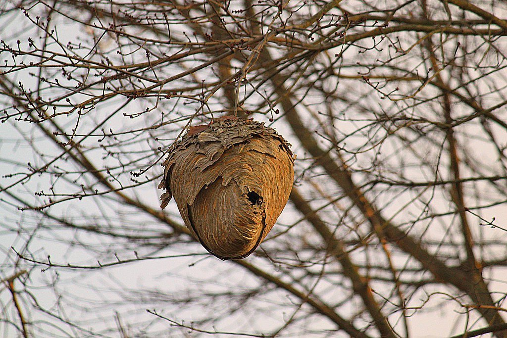 Baldfaced Hornet Nest