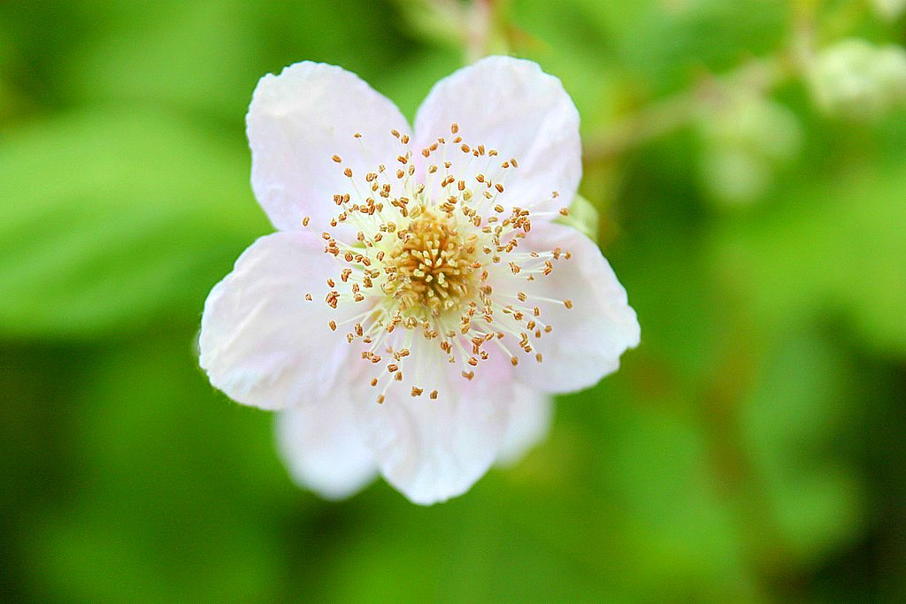 Wild flower close up