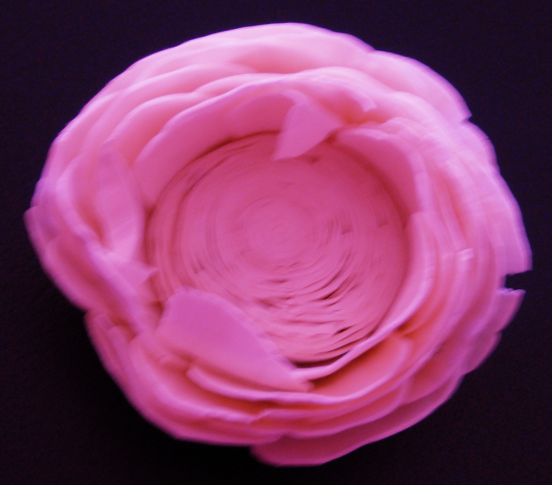 Pink Rose