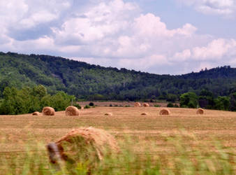 fields of hunger