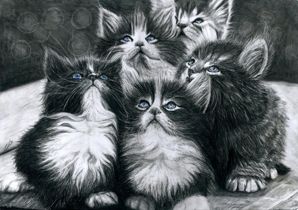 Черно белые картинки котят. Коты рисунки. Котенок рисунок. Кот карандашом. Нарисовать пять котят.