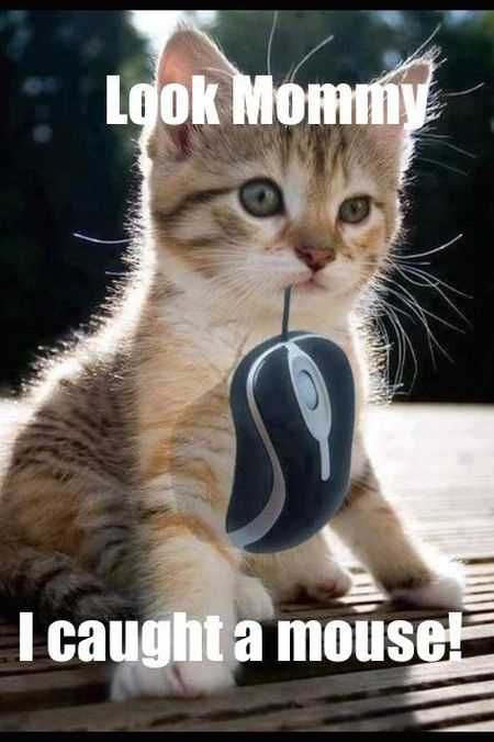 I Cought A Mouse Cat With Computer Mouse By Kitkat1239 On Deviantart I Cought A Mouse Cat With Computer Mouse By Kitkat1239 On Deviantart