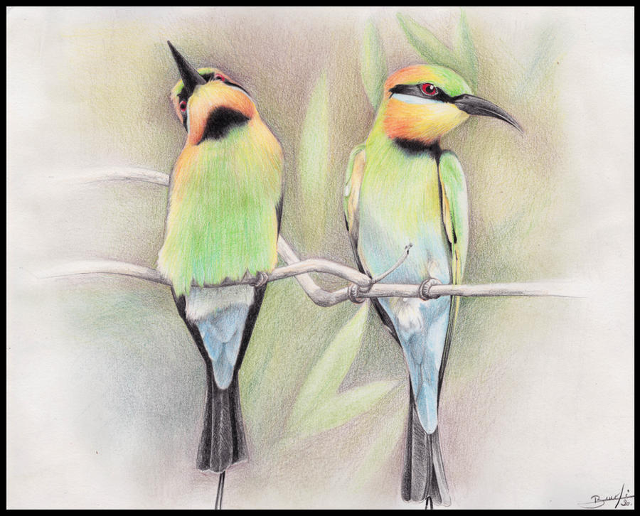 Rainbow bee-eaters - commission