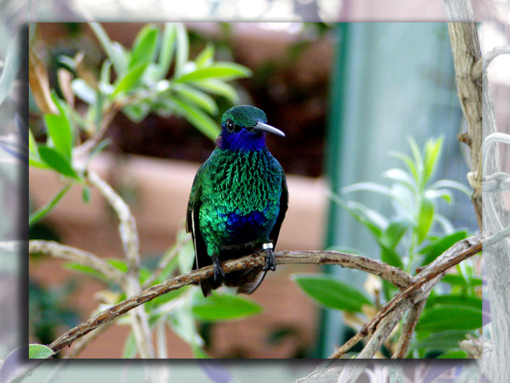 Humming-bird