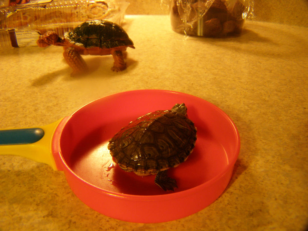 No turtle stew by Undead-turtle on DeviantArt