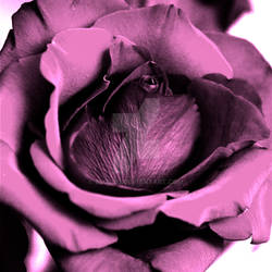 Purple Rose