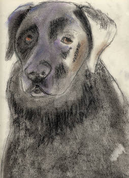 A Black Dog