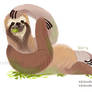 Three Toed Sloth
