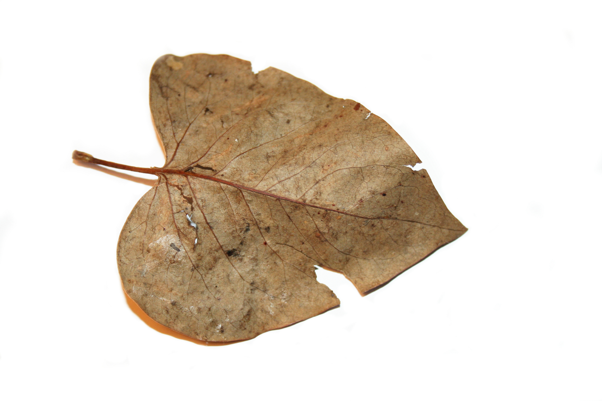 leaf