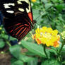 Butterfly3