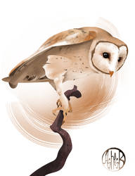 Barn Owl