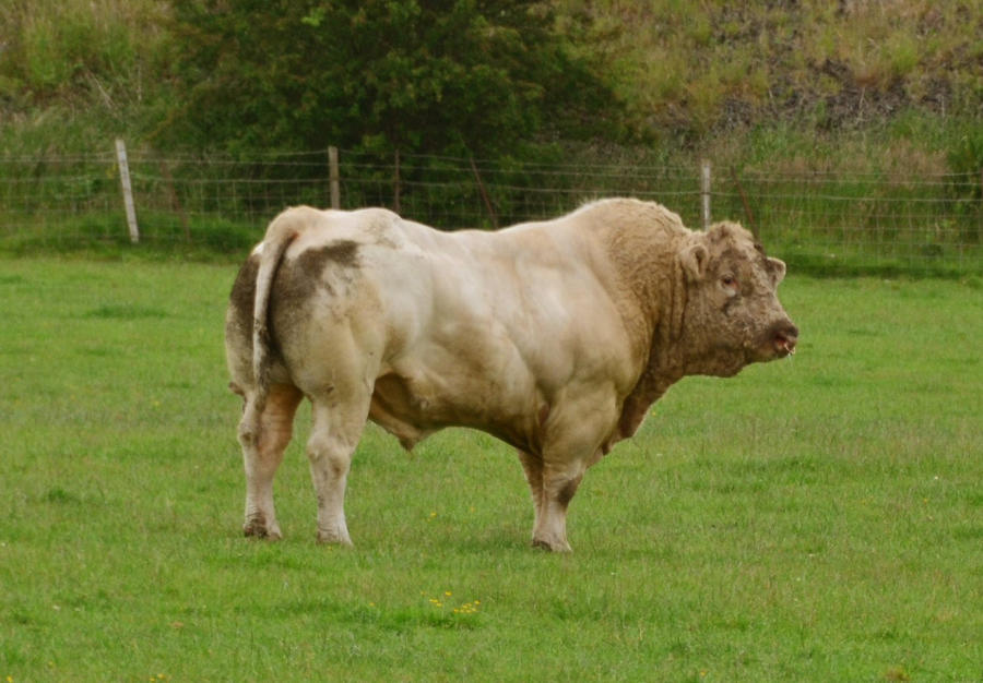 7 Inch Bull Load of bull by Rockin-billy on DeviantArt