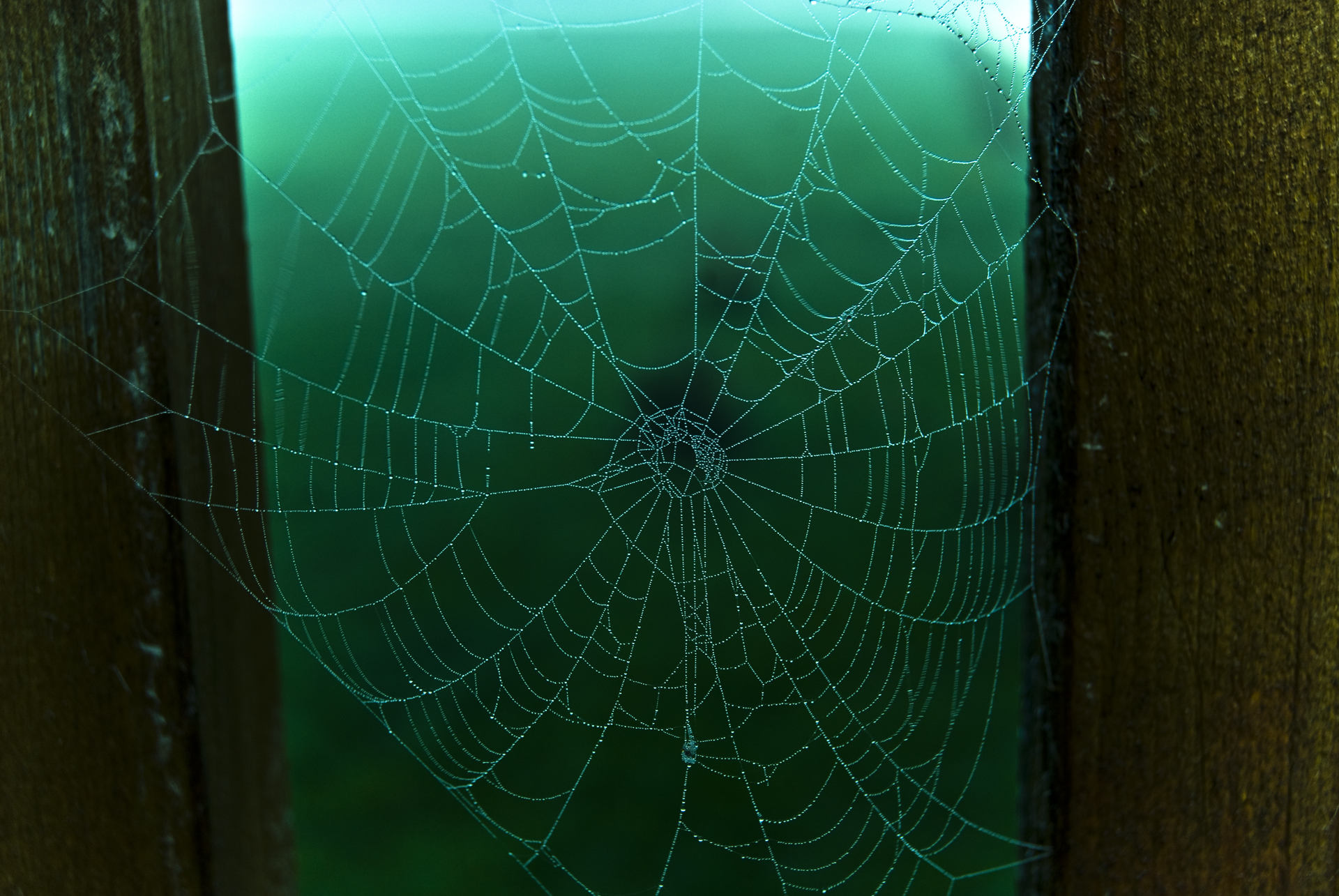 Web