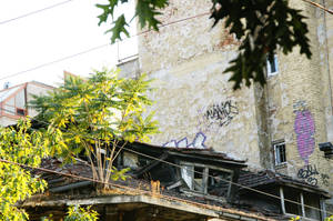 The tree on the roof by Heurchon The tree on the roof by Heurchon