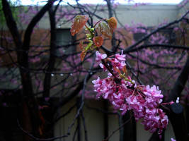 Purple Spring Flowers