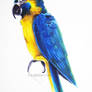 Blue and Yellow Macaw