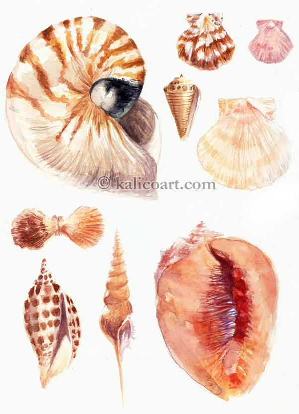 Shells by kalicothekat on DeviantArt