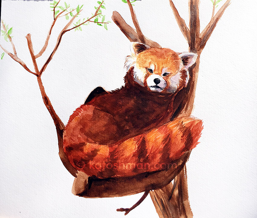 Red Panda