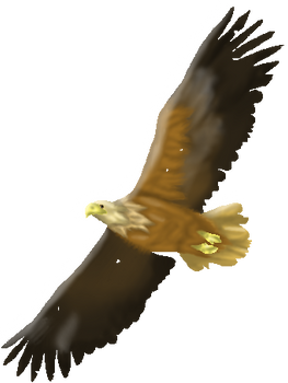 Eagle