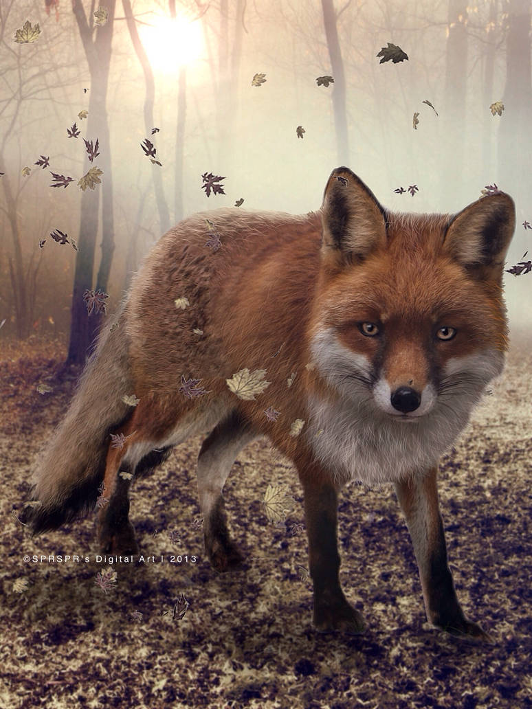 Red Fox by SYLVIAsArt on DeviantArt
