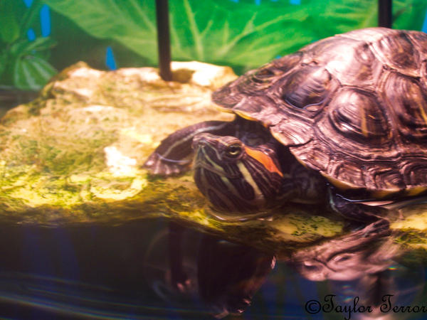 Tempy Turtles Timmy the Turtle One by taeylorterror on DeviantArt