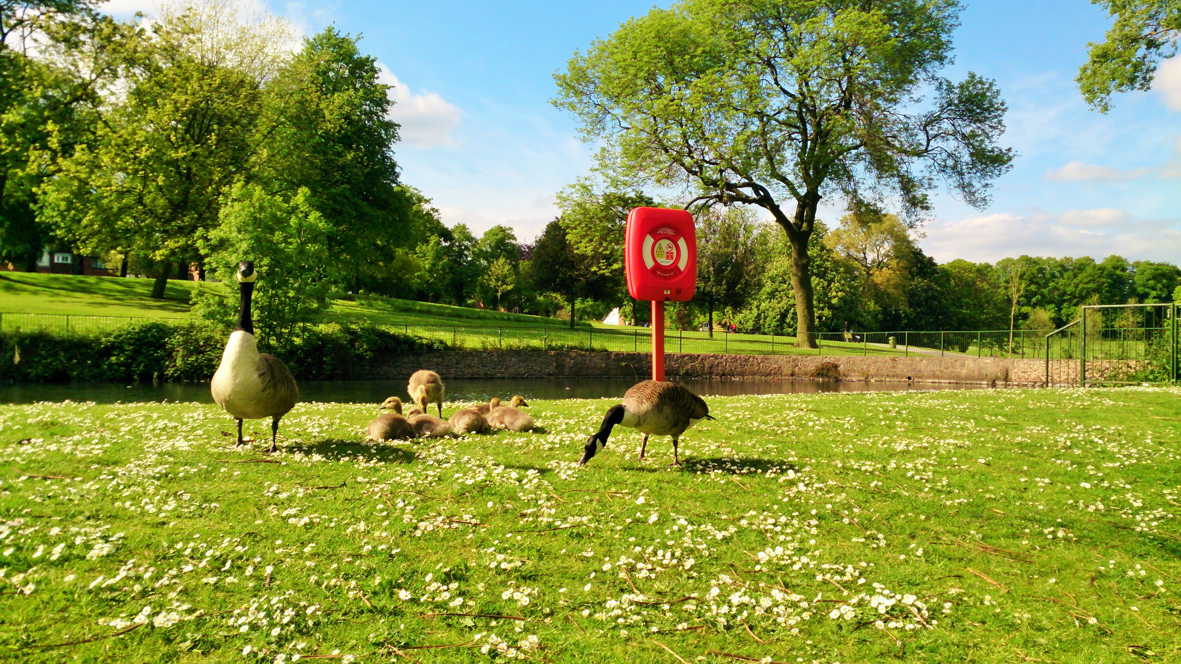 Summer at the park