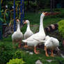 Indian White Duck