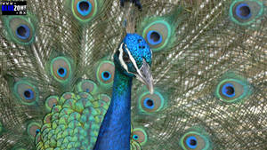 Peafowl