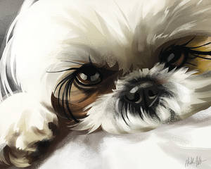 R2 (shih tzu)