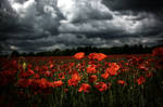 Field of poppies HDR by DasHorst