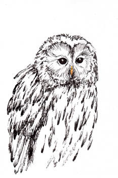 Tawny owl