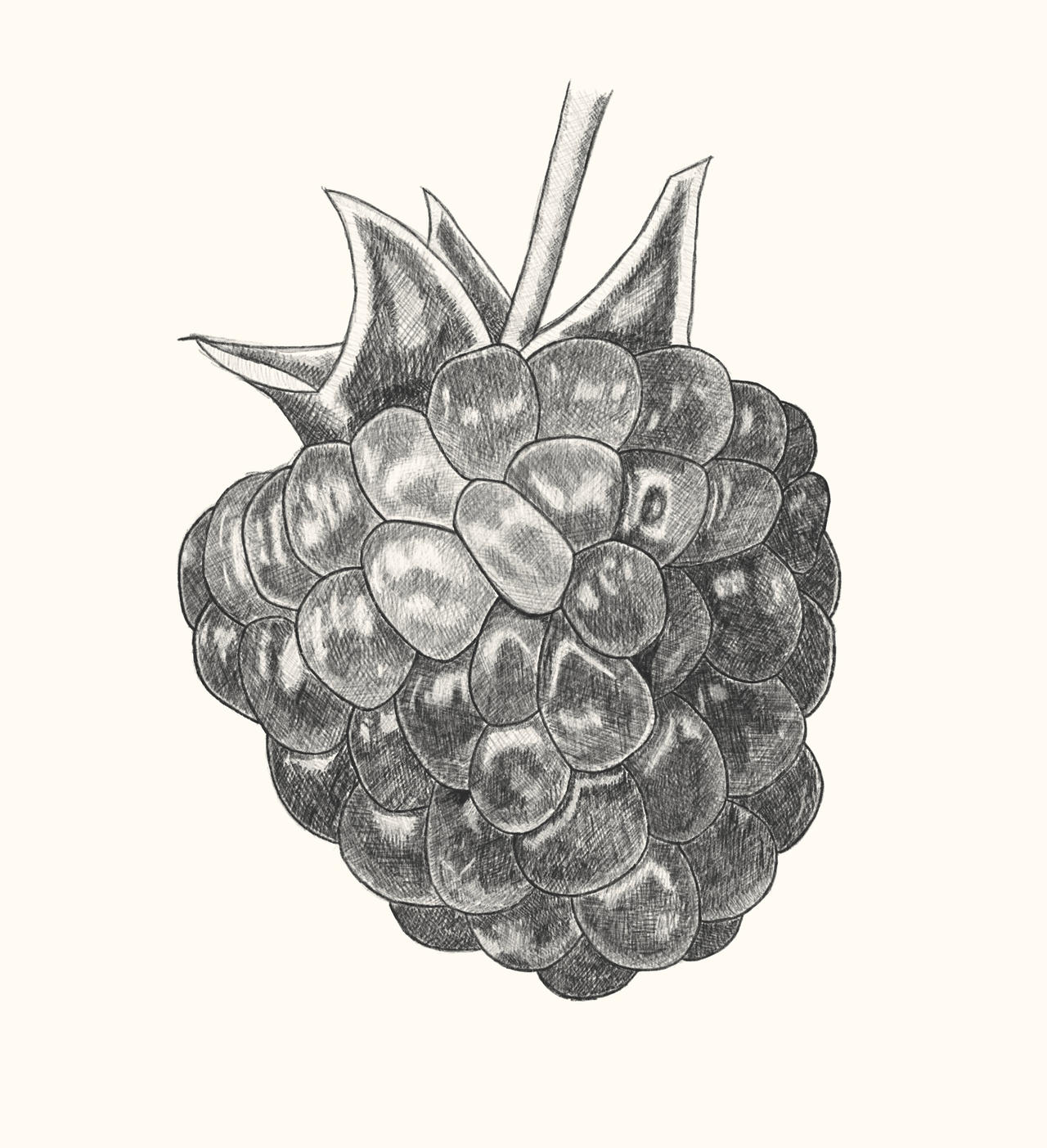 Blue Rasberry Drawing Raspberry sketch by DarthBantha on DeviantArt