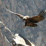 Condor Landing
